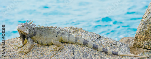 Wild green iguana crawling on rock Aruba