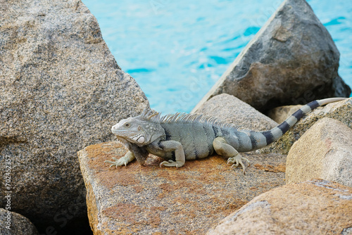 Wild green iguana crawling on rock Aruba