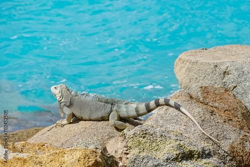 Wild green iguana crawling on rock Aruba