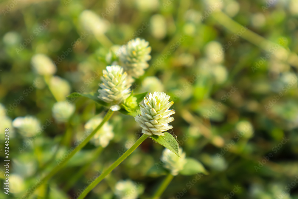 Alternanthera sessilis, weed plant with benefits as food, herb medicines and ornamental plant Alternanthera sessilis, weed plant with benefits as food, herb medicines and ornamental plant