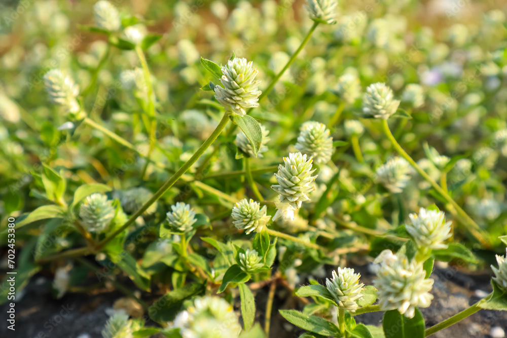 Alternanthera sessilis, weed plant with benefits as food, herb medicines and ornamental plant Alternanthera sessilis, weed plant with benefits as food, herb medicines and ornamental plant
