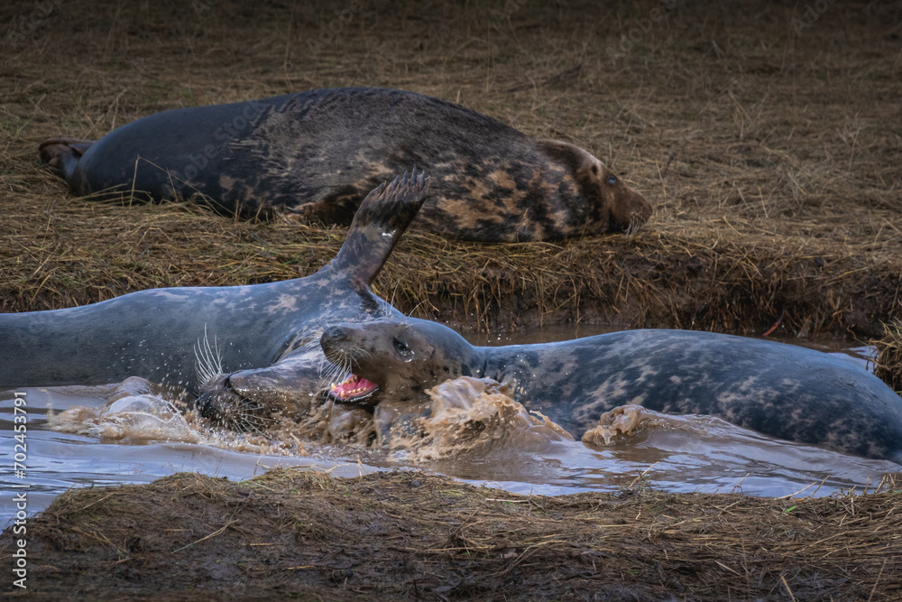Obraz premium Young male grey seals fighting in the water