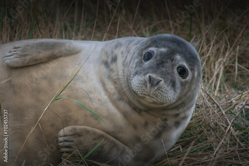 Young seal watching in camera