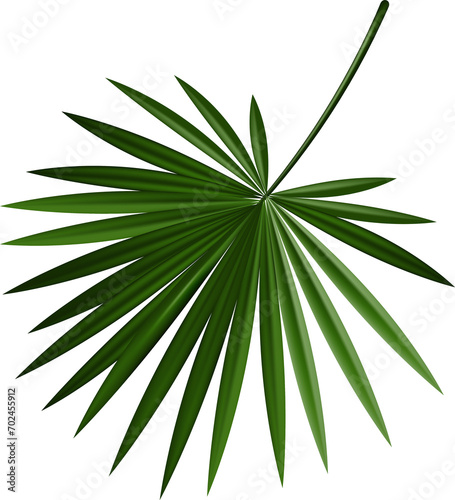 palm leaves for the site  poster. on transparent  png. Summer jungle plant. Tropic branch. beach . Tropic vacation