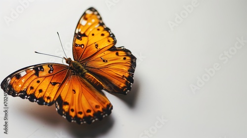 Monarch butterfly on white background