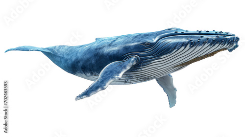 Big blue whale, cut out - stock png. photo