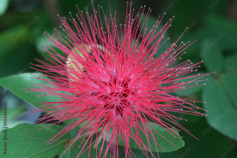 Calliandra grandiflora, commonly known as the Pink Powder Puff or the Rose Cascade, is a species of flowering shrub belonging to the Fabaceae family. Native to South America, particularly Brazil Calliandra grandiflora, commonly known as the Pink Powder Puff or the Rose Cascade, is a species of flowering shrub belonging to the Fabaceae family. Native to South America, particularly Brazil