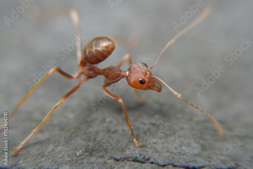 Red ants, often known for their fiery sting and organized colonies, are part of the Formicidae family and exist in various species across the globe.  © Jimmy