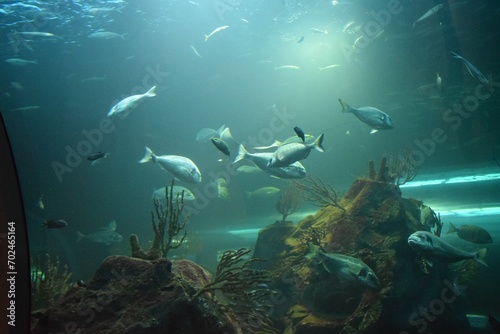 Fish underwater in aquarium