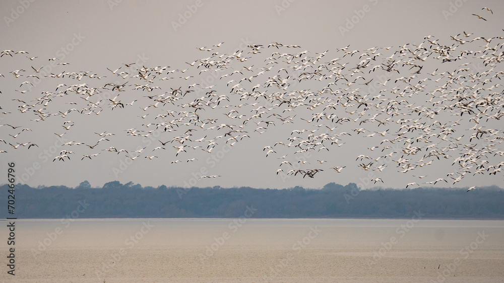 Numerous birds in flight over a lake Numerous birds in flight over a lake