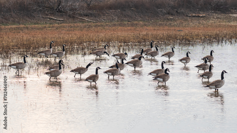 Numerous birds in flight over a lake Numerous birds in flight over a lake