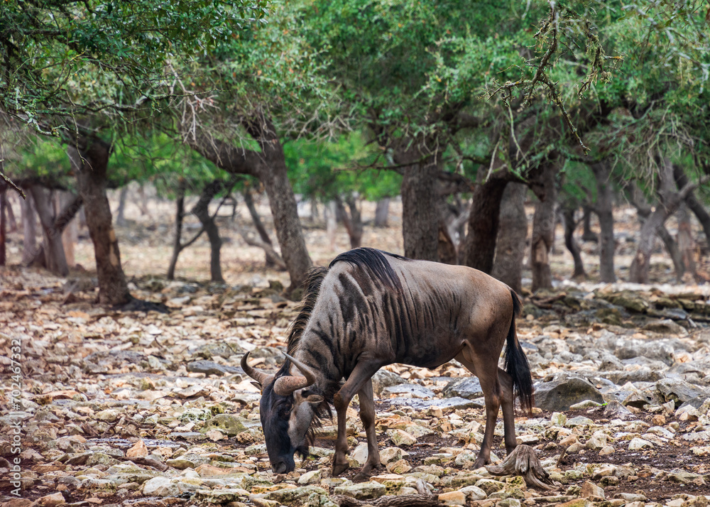 Wild life animals such as zebras and deers roaming in the forest along with ostrich and baby ostriches Wild life animals such as zebras and deers roaming in the forest along with ostrich and baby ostriches