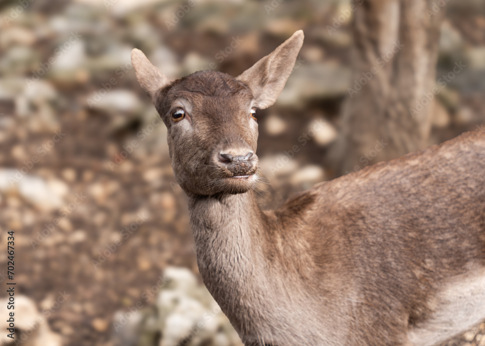 Wild life animals such as zebras and deers roaming in the forest along with ostrich and baby ostriches Wild life animals such as zebras and deers roaming in the forest along with ostrich and baby ostriches