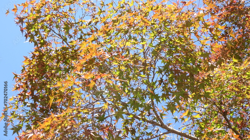 冬空と木の枝と葉
