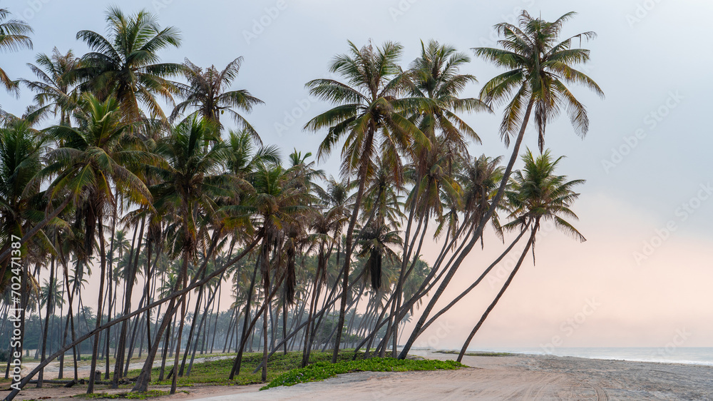 gorgeous al haffa beach in salalah during sunrise, Oman. gorgeous al haffa beach in salalah during sunrise, Oman.