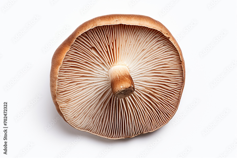 mushroom, top view , white background , isolated, close up, details mushroom, top view , white background , isolated, close up, details