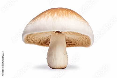 mushroom, top view , white background , isolated, close up, details  © Valentin