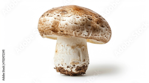 One mushroom, white background, isolated
