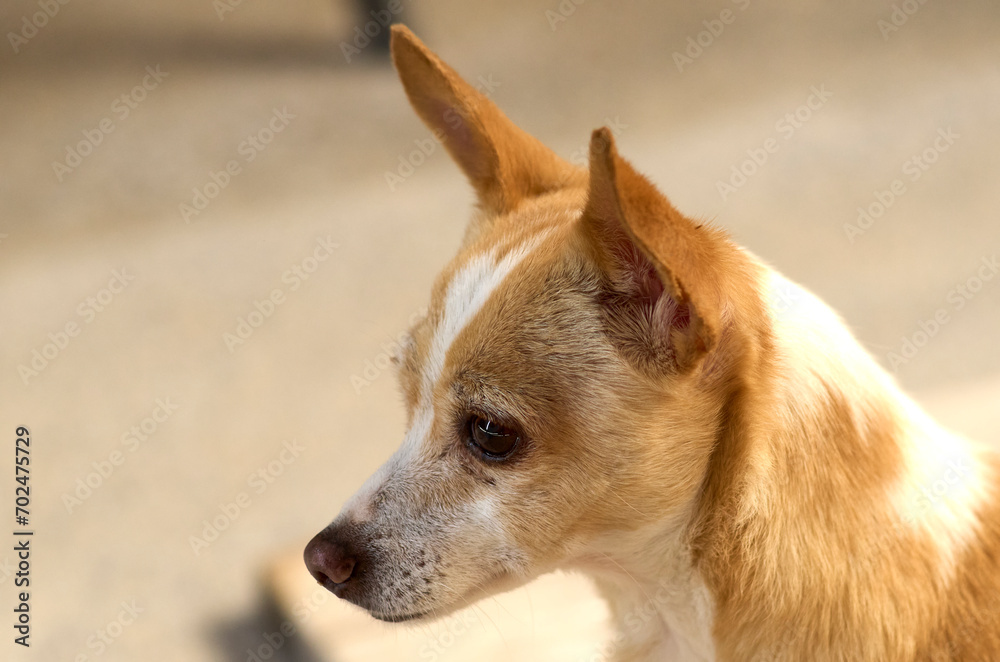 perro, perrito