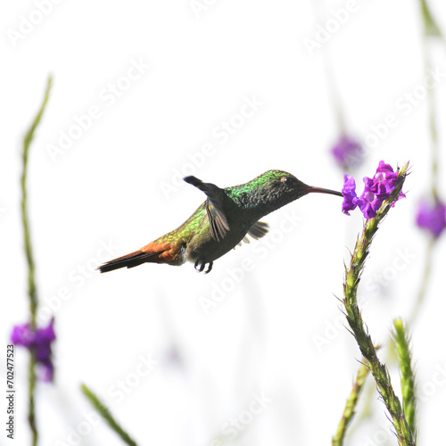 Hummingbird feeding on a garden flower