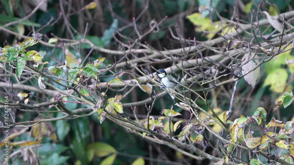japanese tit in a forest japanese tit in a forest