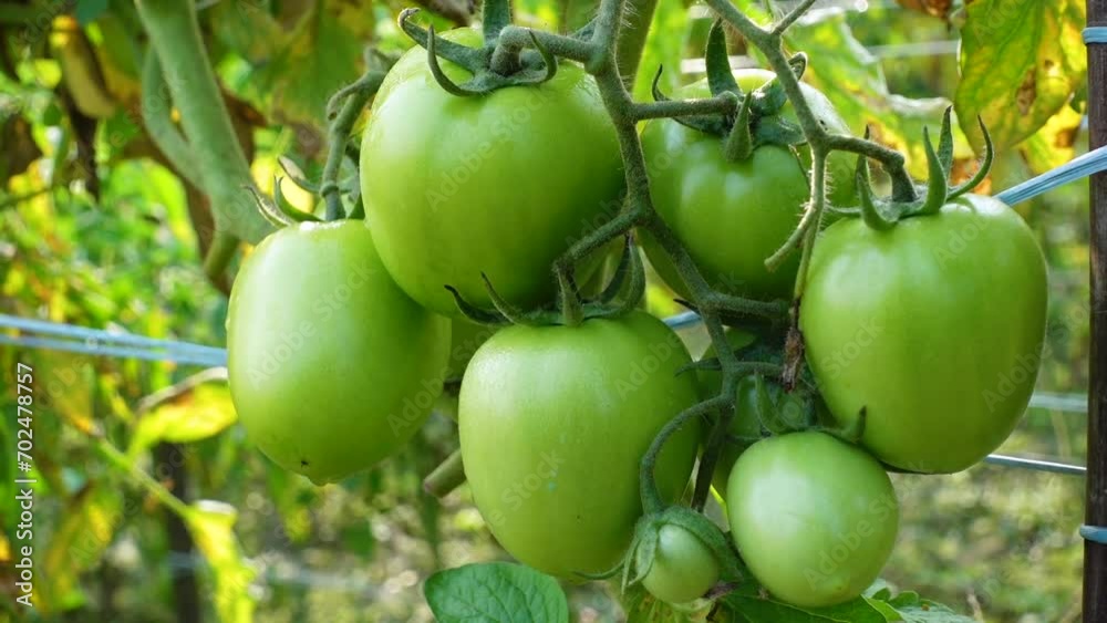 Organic green fresh raw tomato vegetable hanging on tree. Organic green fresh raw tomato vegetable hanging on tree.