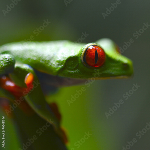 Red-eyed tropical frog captured before jumping