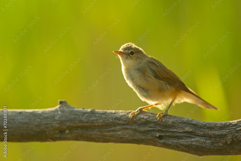 Trzcinniczek zwyczajny (Acrocephalus scirpaceus) Trzcinniczek zwyczajny (Acrocephalus scirpaceus)
