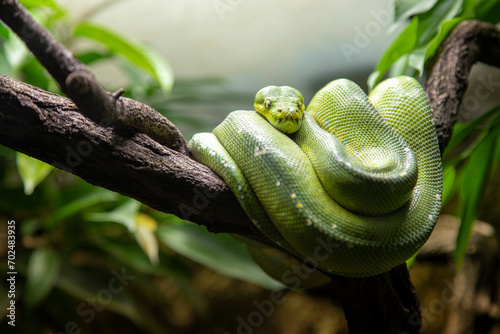 Green tree python rests in its typical position curled up on a branch photo