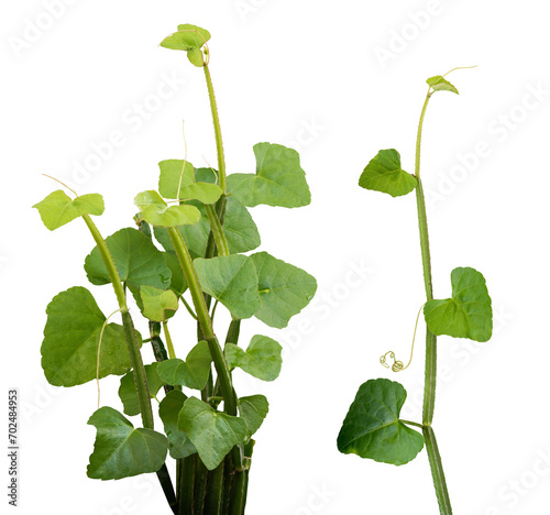 Cissus quadrangularis branch green leaves on transparent background. photo