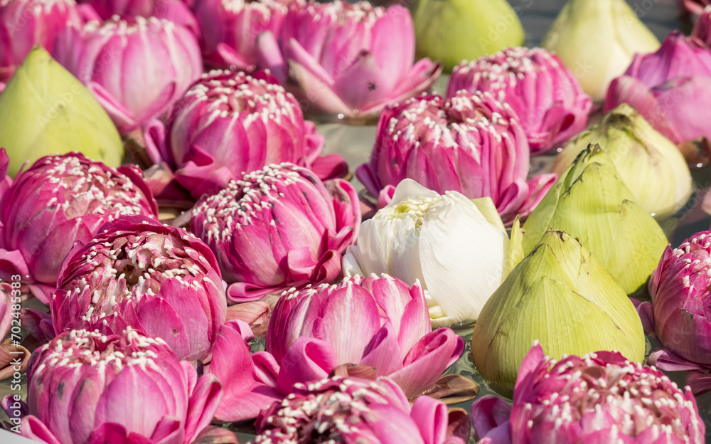 Many lotus flower buds floating in the water. Many lotus flower buds floating in the water.