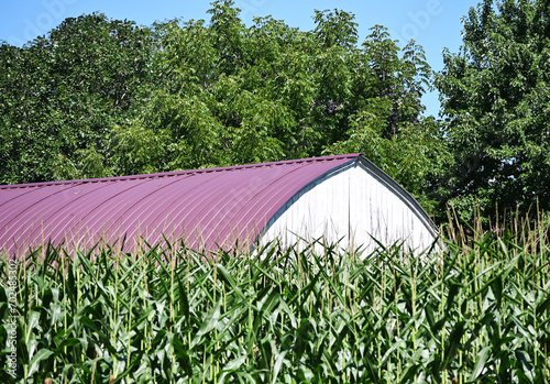 Shed over the Cornfield