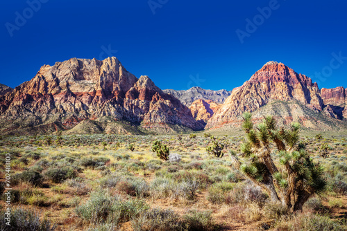 Joshua Tree in Red Rock Canyon National Conservation Area lies in NevadaÕs Mojave Desert.Morning, .Las Vegas, Nevada, USA