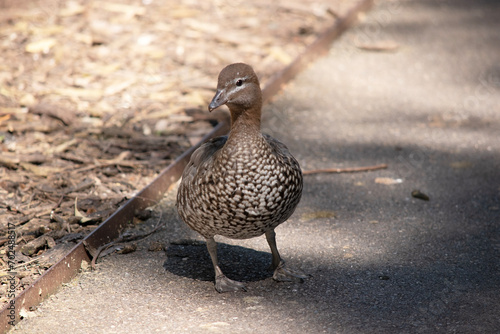 The females have a paler head with two white stripes, above and below the eye, a speckled breast and flanks, with a white lower belly  photo