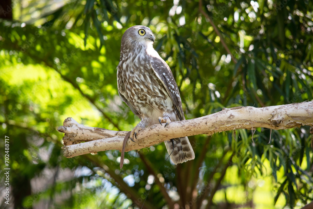The barking owl has bright yellow eyes and no facial-disc. Upperparts are brown or greyish-brown, and the white breast is vertically streaked with brown. The barking owl has bright yellow eyes and no facial-disc. Upperparts are brown or greyish-brown, and the white breast is vertically streaked with brown.
