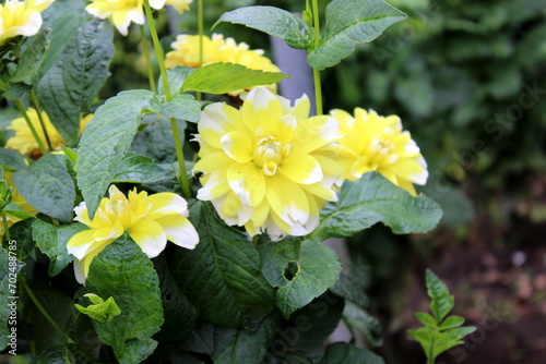 Dahlie,Blüte, Blume, Garten  photo