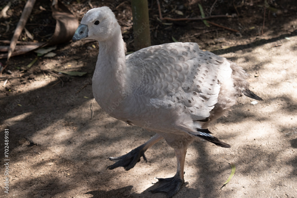 the cape barren gosling doesnot have all the parents marking especially the yellow beak the cape barren gosling doesnot have all the parents marking especially the yellow beak