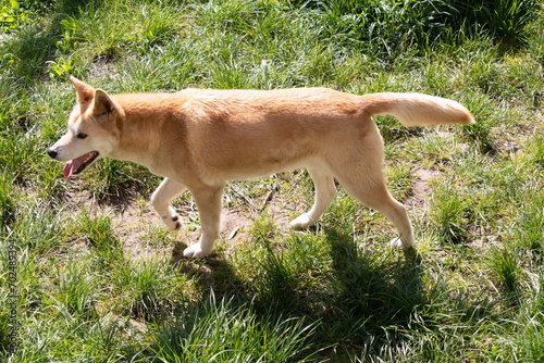 this is a side view of a golden dingo