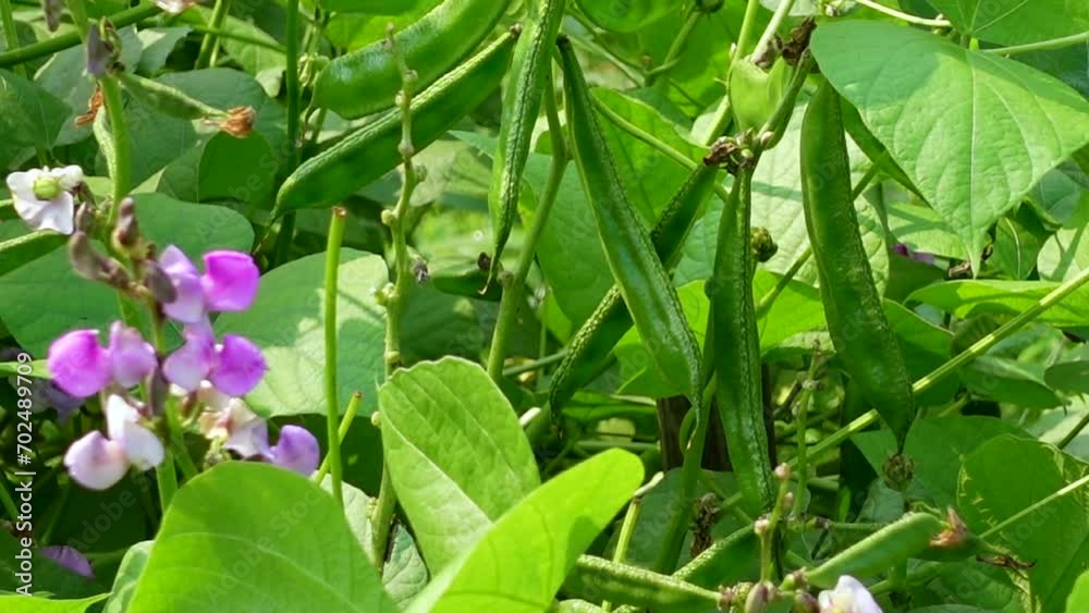 View of flat bean vegetable garden in winter season. View of flat bean vegetable garden in winter season.
