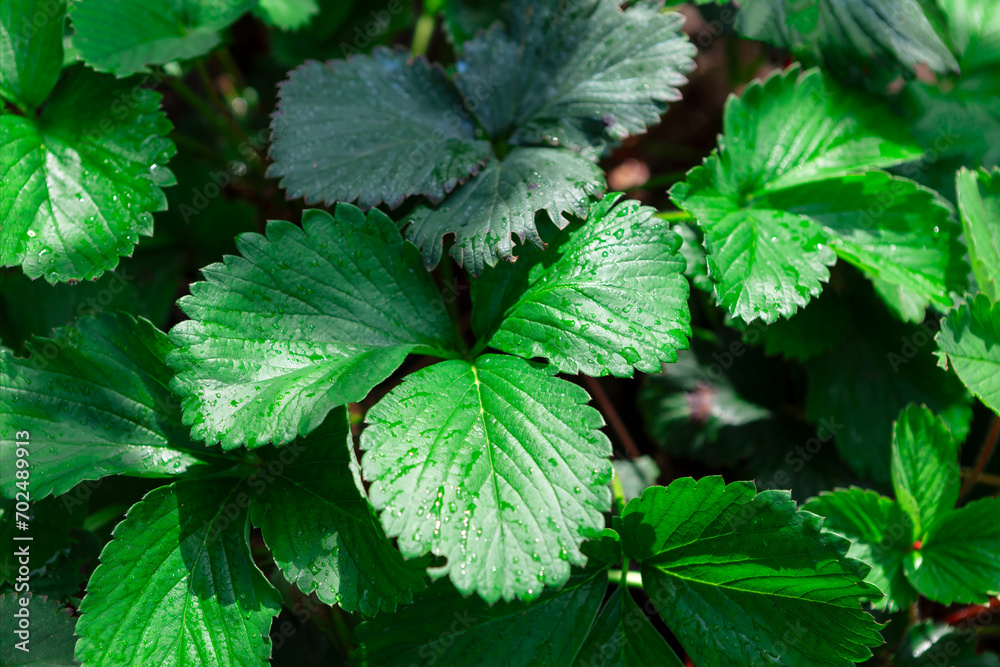Strawberry green leaves with drops of dew Strawberry green leaves with drops of dew