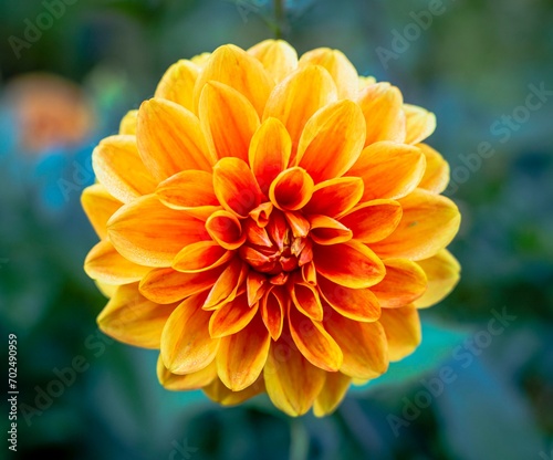 Single orange Dahlia flower with bokeh background photo