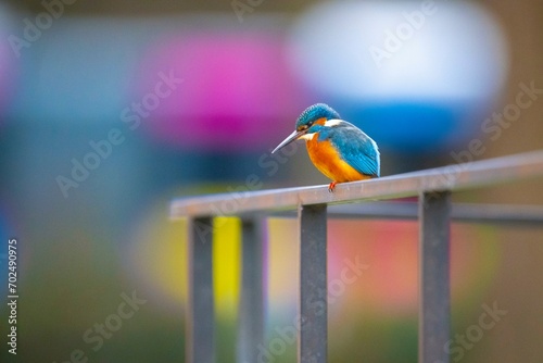 Common kingfisher (Alcedo atthis) sitting on iron railing, railing, in the city, coloured background, North Rhine-Westphalia, Germany, Europe photo