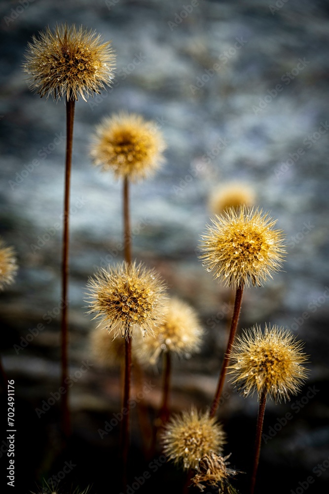 Withered mountain flower with dewdrops, St Moritz, Engadin, Grisons, Switzerland, Europe Withered mountain flower with dewdrops, St Moritz, Engadin, Grisons, Switzerland, Europe