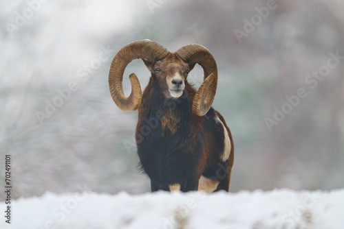 European mouflon (Ovis aries musimon), in winter, Germany, Europe photo