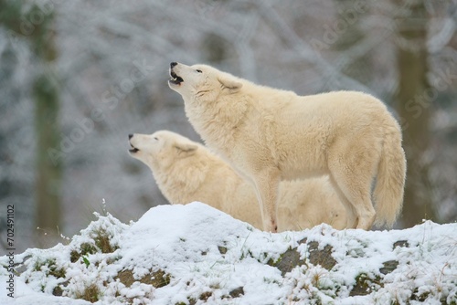 Arctic wolf (Canis lupus arctos), adult, two animals howling, snow, winter, captive photo
