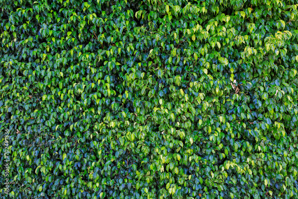 Green wall of leaves. Background with selective focus and copy space Green wall of leaves. Background with selective focus and copy space