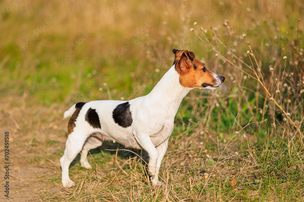 A cute Jack Russell Terrier dog walks in nature. Pet portrait with selective focus and copy space