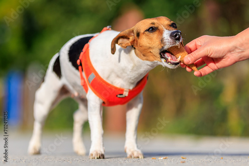 Cute Jack Russell Terrier dog eats ice cream on a walk in the park. Pet portrait with selective focus