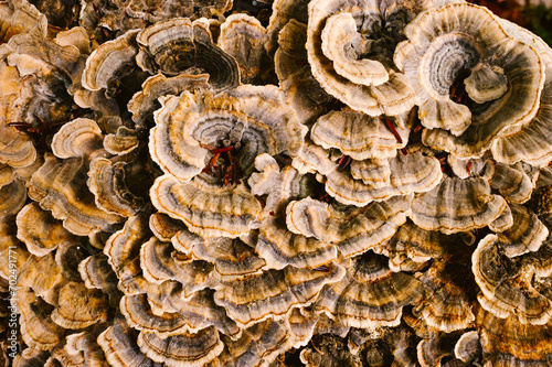 closeup of light brown lichen on a tree stump along the Cumberland Trail in Rock Creek Gorge, Tennessee photo