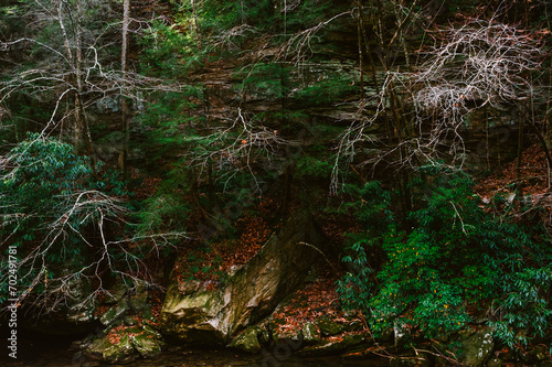 A dark rugged forest overhangs  a river along the Cumberland Trail in Rock Creek Gorge, Tennessee photo